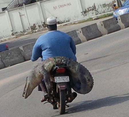 Man Pictured Conveying A Crocodile In Ogun State