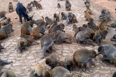 Shocker! See the Village Where Hundreds of Wild Monkeys are Currently Waging War on Human Beings (Photos)