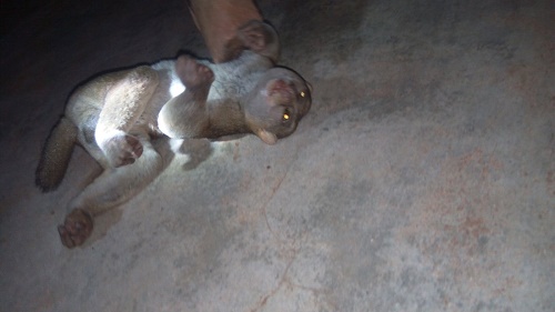 Omg! See the African Bush Baby a Man Killed that Everyone is Talking About  (Photos)