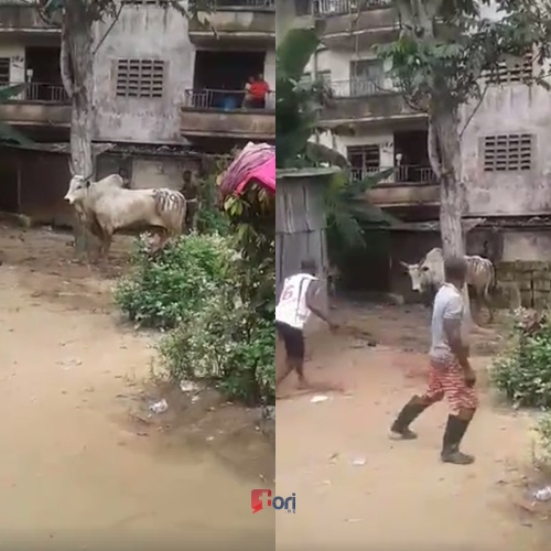 Man Allegedly Turns into a Cow to Escape from Angry Youths in Aba, Abia State (Photos+Video)

