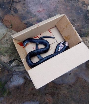 See the Big Cobra Snake Killed in an Office Toilet (Photos)
