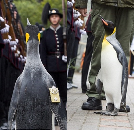 World's Most Decorated Penguin Receives New Title as 'Brigadier' from