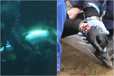 shark man scuba diver ripped arm off hand omg terrifying pregnant moment attack attacked nearly punctured mangled