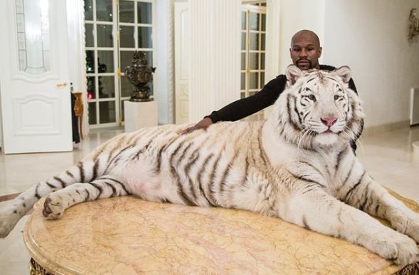 The Money Man: Floyd Mayweather Spotted Posing With a Giant White Tiger in Russia (Photos) 