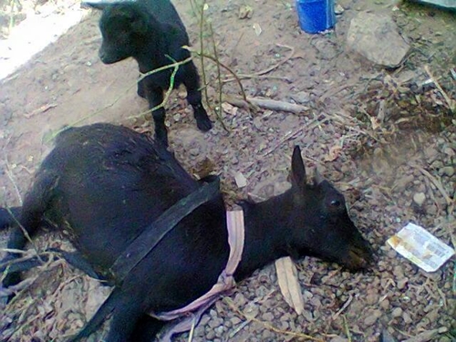 Goat Dies After Eating Part of a Food Intended for a Family in Abuja