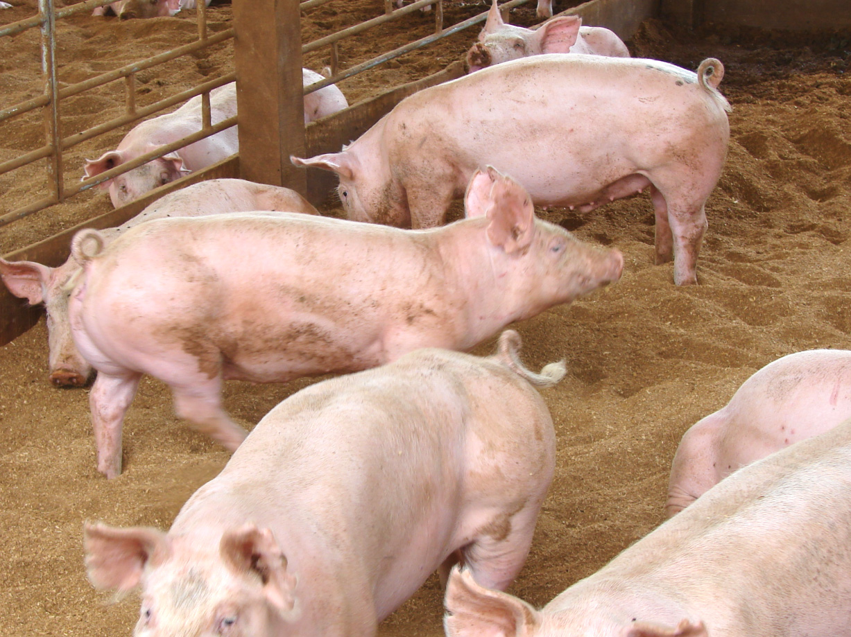 Checkout How Pig Farming Turns Into Goldmine Business