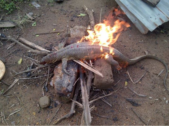 See the Huge Monitor Lizard a Man Killed In a Fish Farm (Photos)