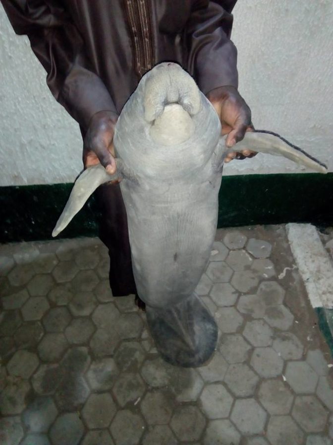 Fishermen Catch Sea Cow While Fishing In Kebbi, Take It To Monarch's Palace (Photos)