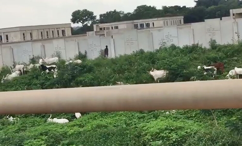 Herdsmen Seen Grazing Their Cattle Inside National Assembly Complex (Video)