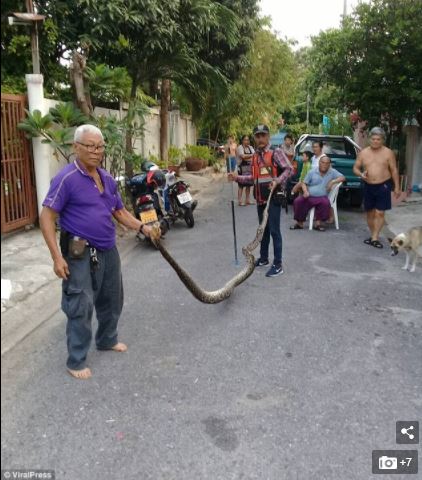 Unbelievable: Man Finds A Huge Python Coiled Up Inside The Walls Of His ...