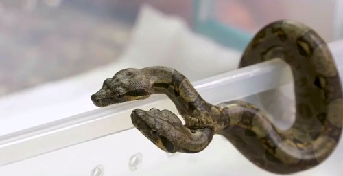 See The Snake Born With Two Heads And Two Hearts (Photos)