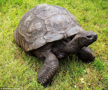 This Giant Tortoise Is The World's Oldest Living Land Animal At 186 (Photos)
