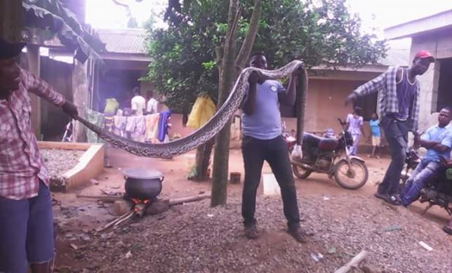 See Long, Huge Python Killed In Ikorodu (Photo)