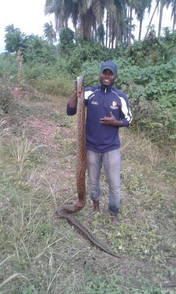 See The Huge Python A Hunter Killed In Osogbo (Photos)