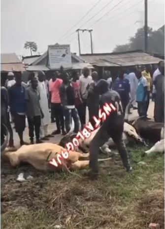 cows electrocuted