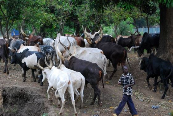 Fulani herdsmen