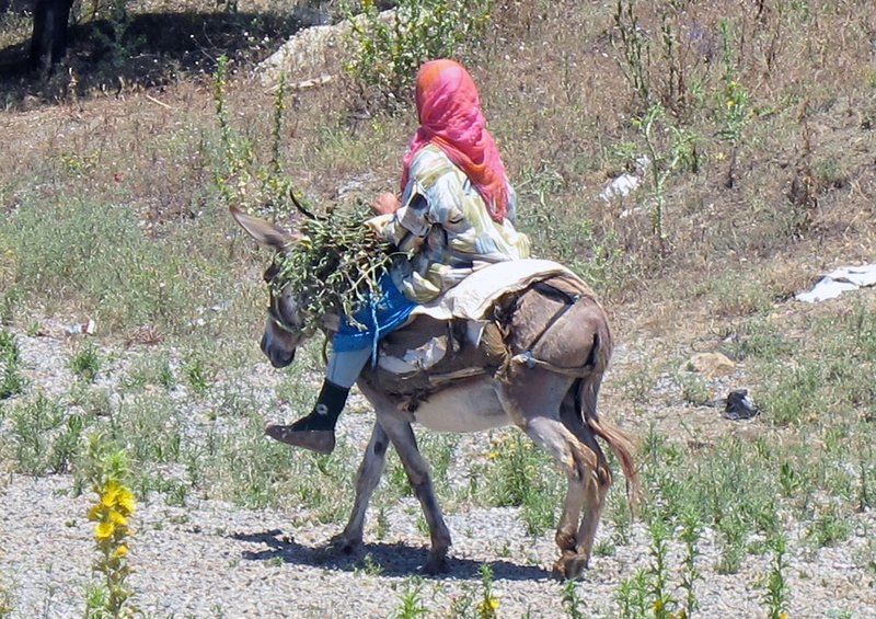 pregnant women on donkey