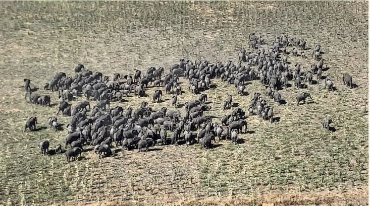 Elephants, Rann Borno