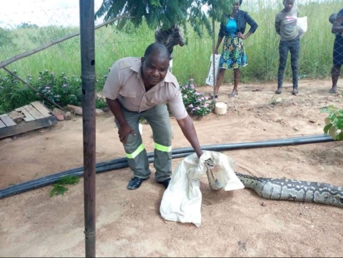 After Eating Several Puppies, Huge Python Gets Stuck In A Fence