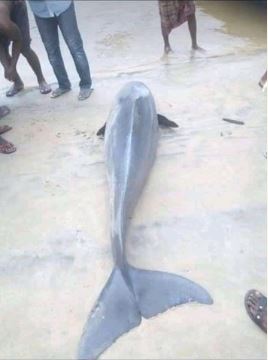 Beautiful Dolphin Caught In Odi, Bayelsa State