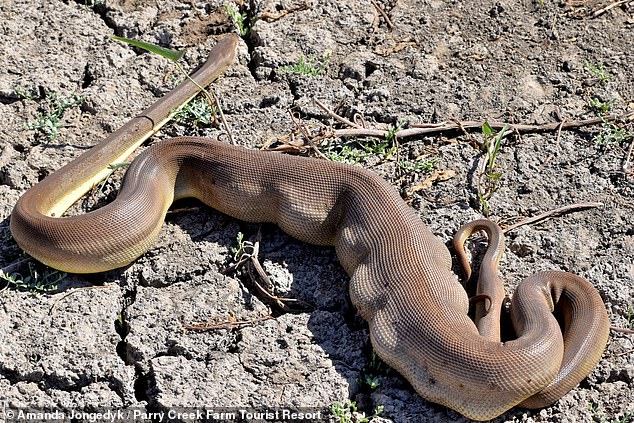 Terrifying Moment Monster Python Vomited Another Snake It Swallowed ...