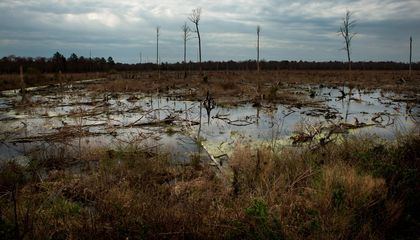 vandal hiding in swamp