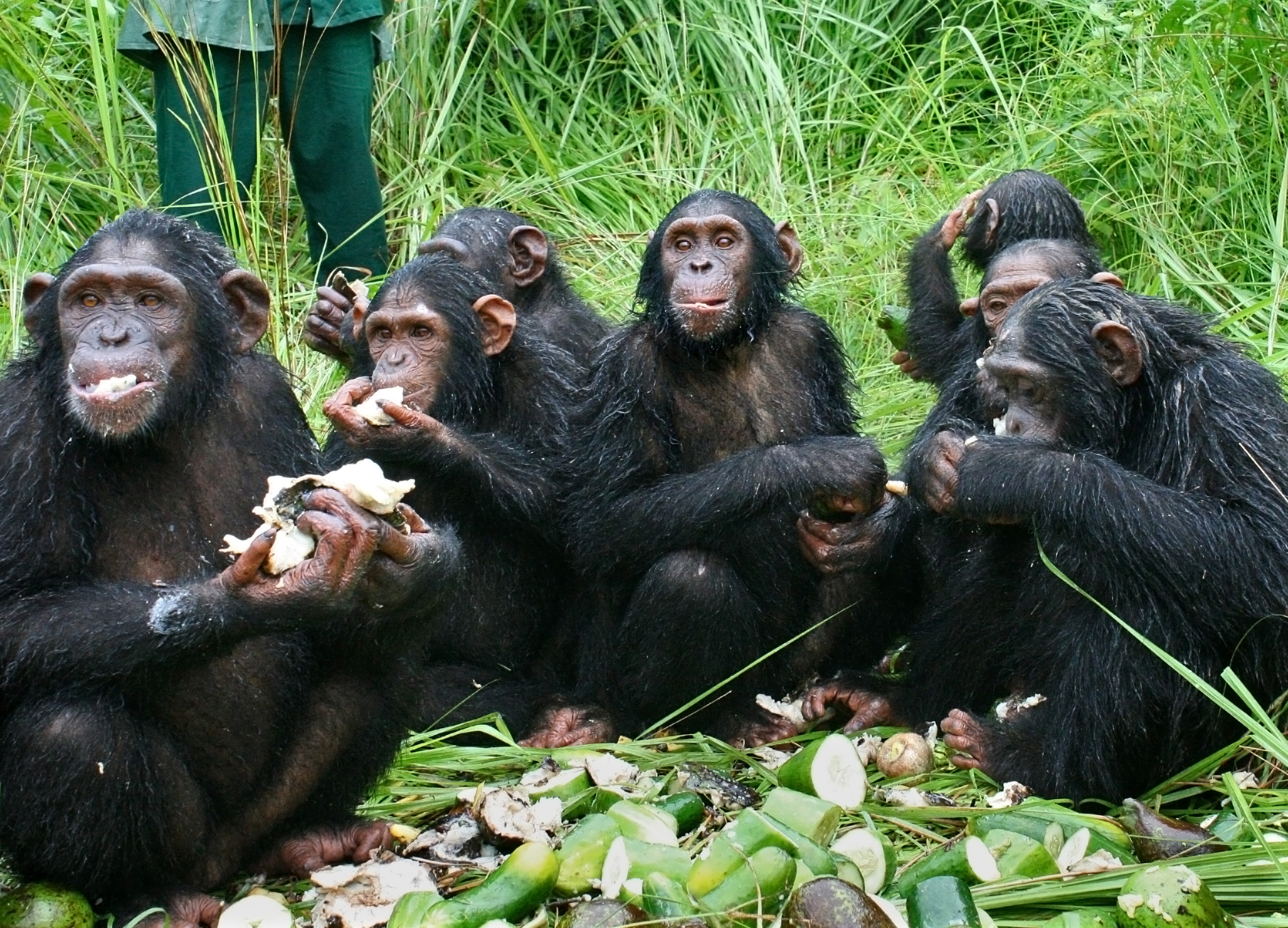 File photo: Chimpanzees