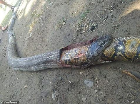 snakes, phillipines