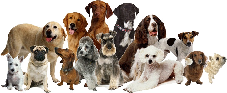 Dogs