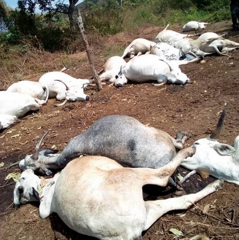 Cows killed by thunder