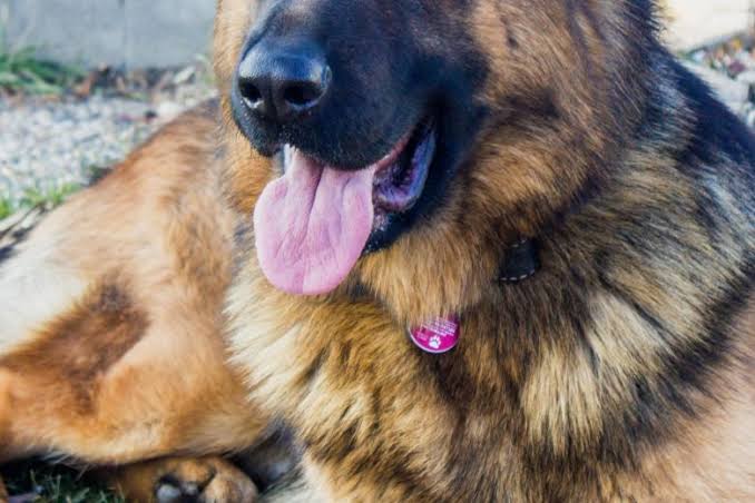 man dies after being licked by dog