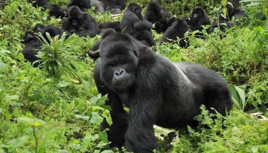 gorrila