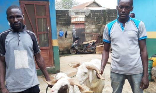 Shina Kolawole, Taoreed Oladimeji