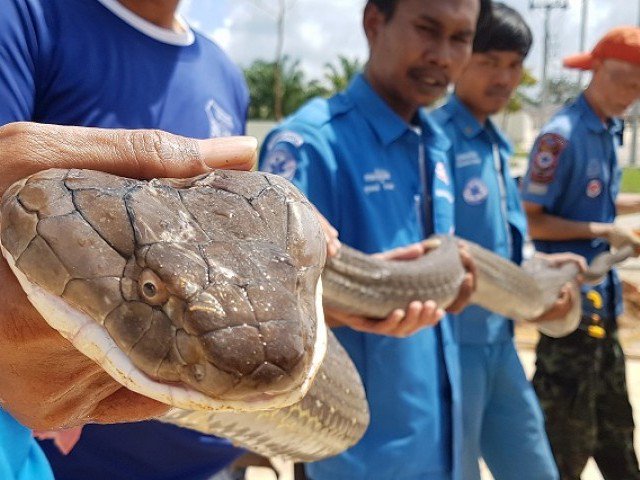 Four-Metre King Cobra Wrestled From Sewer In Thailand