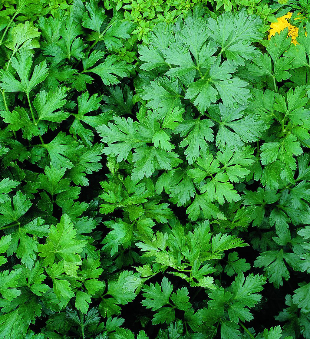 Parsley