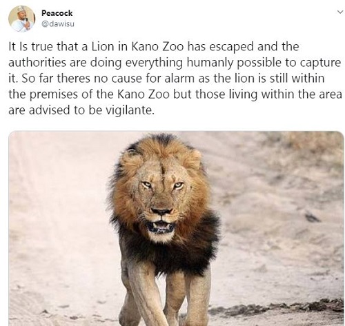 Lion escapes Kano Zoo