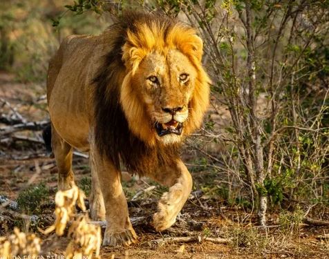 Escaped Kano Zoo Lion Captured After Devouring Goats In Cage