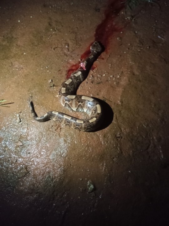 The viper snake killed by the man