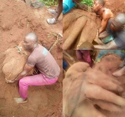 Huge yam harvested in Imo state