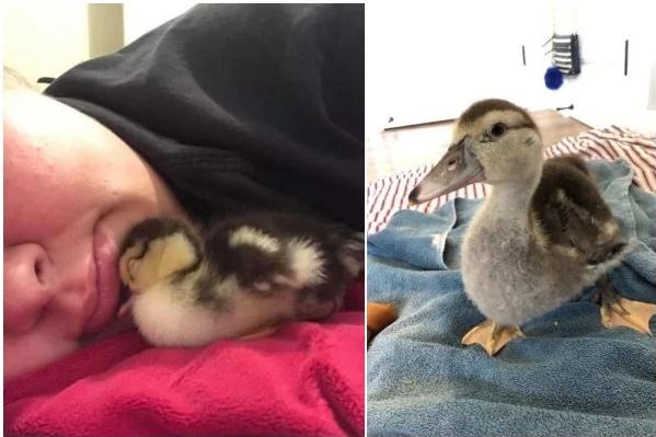 Duck
