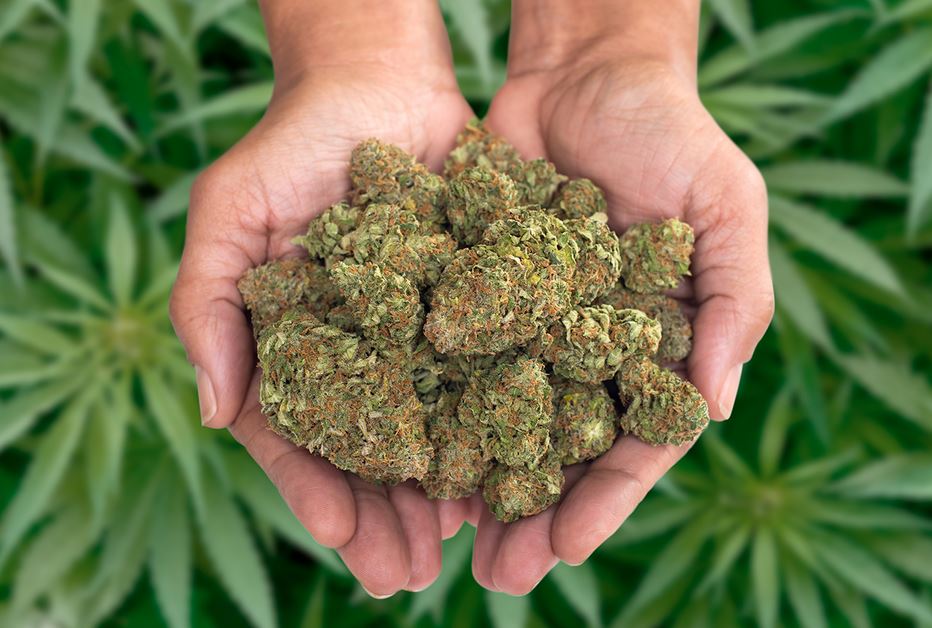 weed