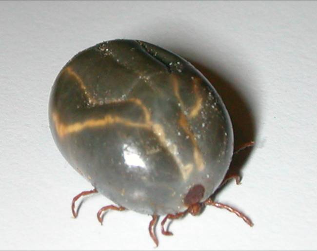 tick