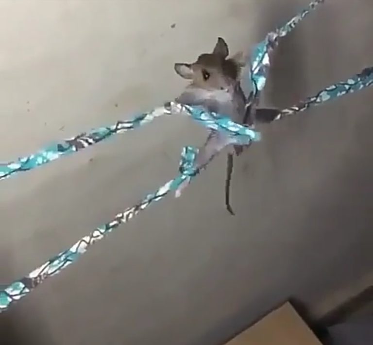 Rat beaten merciless after being caught