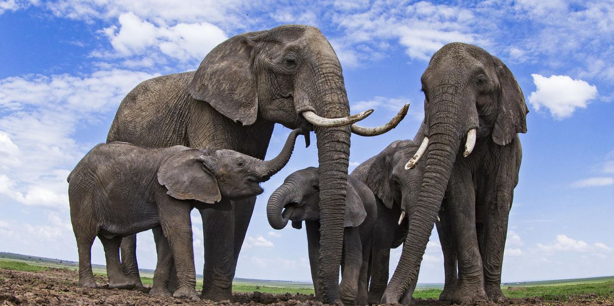elephants
