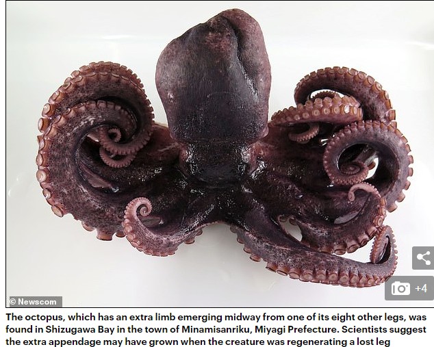 The octopus was discovered to have a rare 9 legs