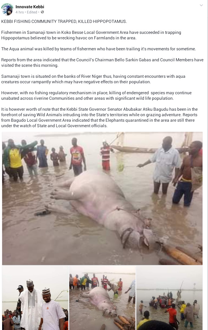 Hippo