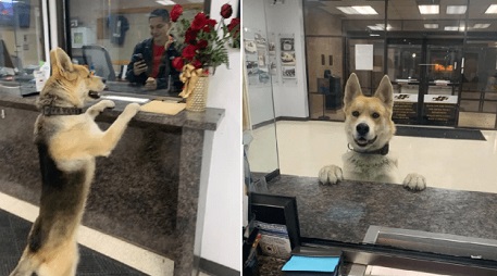 dog
