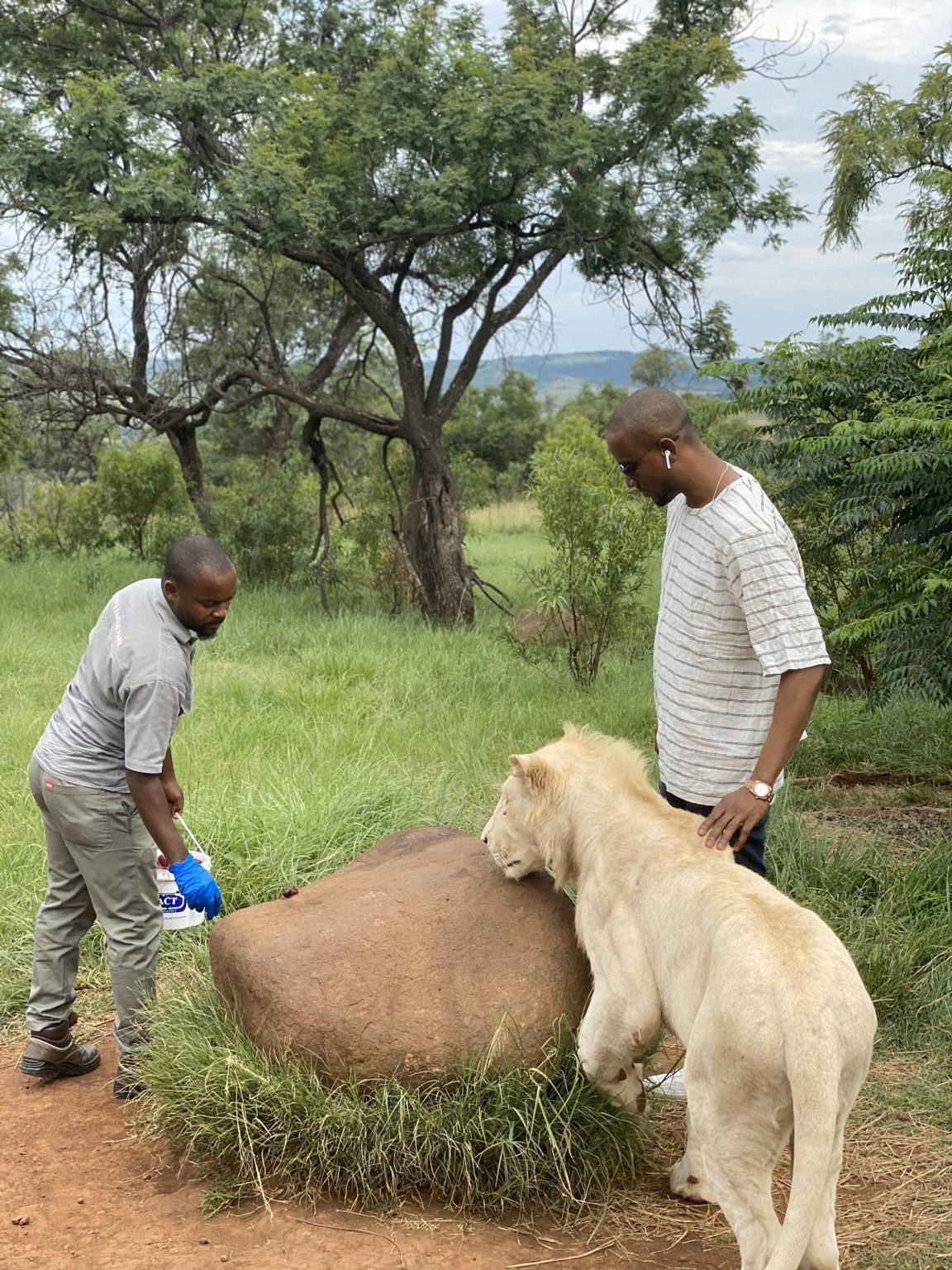 Omashola Kola Oburoh posing with lions