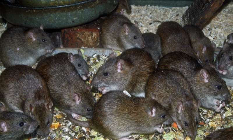 rats