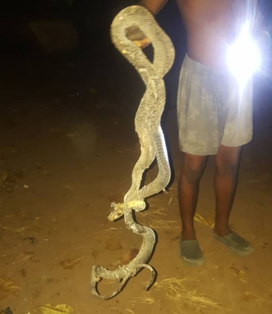 snake